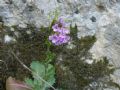 Arabis collina subsp. rosea